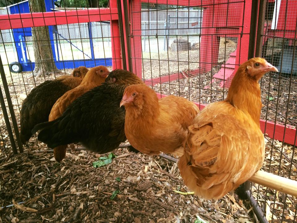 Event organizer calendar graphic